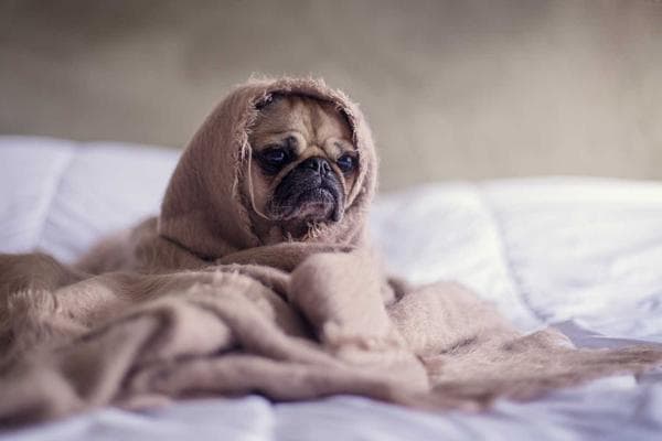 Government Moves to Steady Jute Prices With Export Suspension and District-Level Monitoring